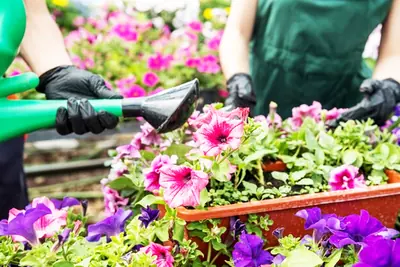 Fresh flowers being watered