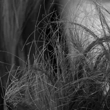 Damaged Hair